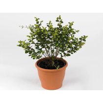 Symphoricarpos 'Magical Galaxy' - Hóbogyó 30/40