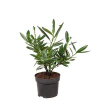   Prunus laurocerasus 'Otto Luyken' – Törpe babérmeggy 20/40