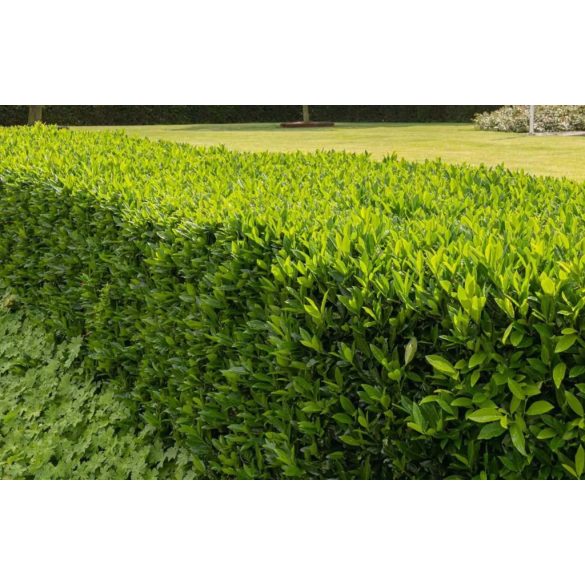 Prunus laurocerasus 'Otto Luyken' – Törpe babérmeggy 20/40