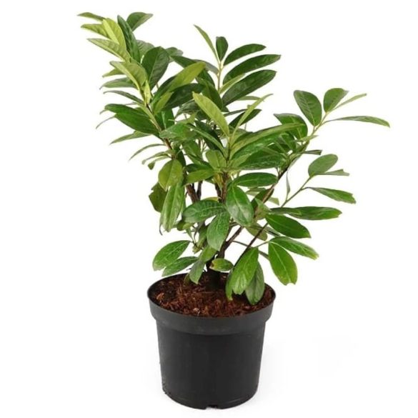 Prunus laurocerasus 'Novita' - Babérmeggy 40/60