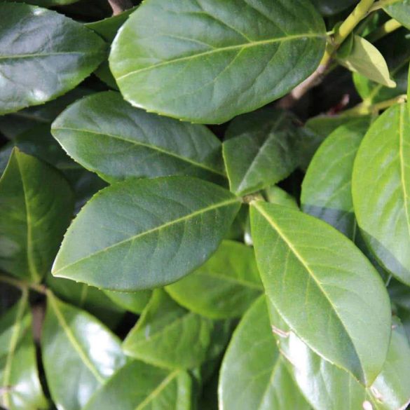 Prunus laurocerasus 'Novita' - Babérmeggy 60/80