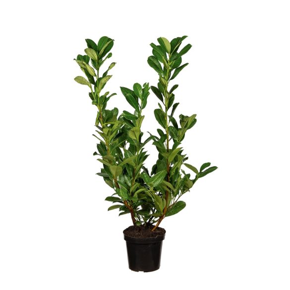 Prunus laurocerasus 'Novita' - Babérmeggy 100/125