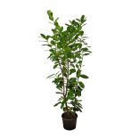 Prunus laurocerasus 'Novita' - Babérmeggy 125/150