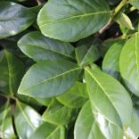 Prunus laurocerasus 'Novita' - Babérmeggy 125/150