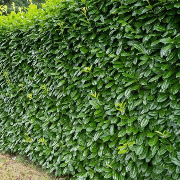 Prunus laurocerasus 'Novita' - Babérmeggy 125/150