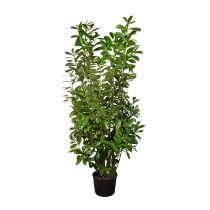 Prunus laurocerasus 'Novita' - Babérmeggy 150/175