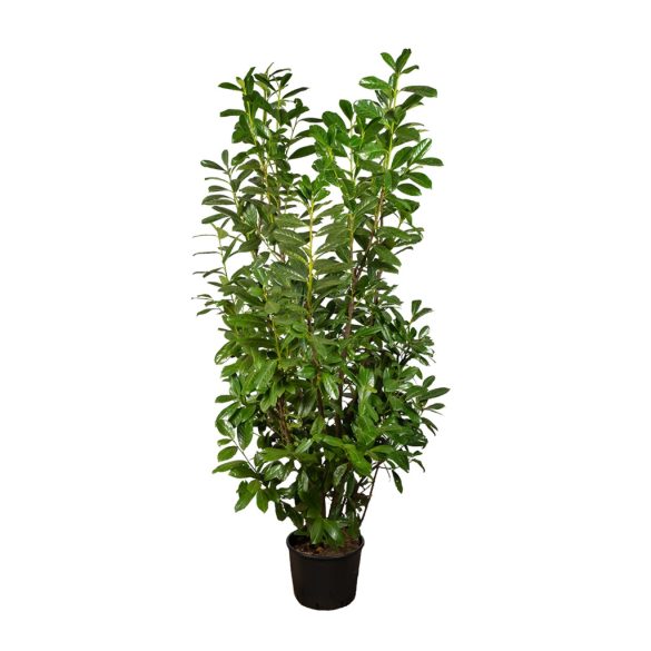Prunus laurocerasus 'Novita' - Babérmeggy 150/175