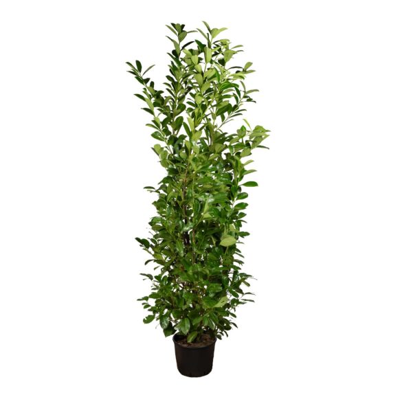 Prunus laurocerasus 'Novita' - Babérmeggy 175/200