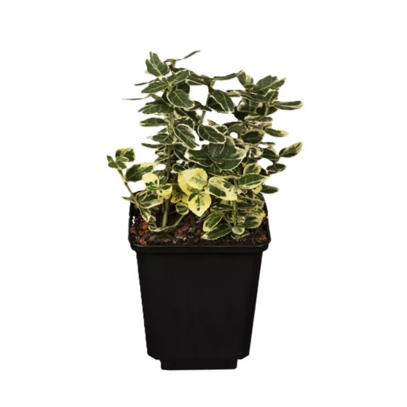 Euonymus fortunei ‘Emerald Gaiety - Kecskerágó 10/20