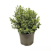 Euonymus fortunei ‘Emerald Gaiety - Kecskerágó 40/60