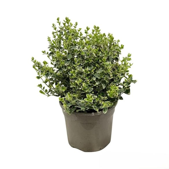 Euonymus fortunei ‘Emerald Gaiety - Kecskerágó 40/60