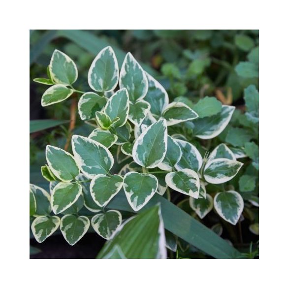 Euonymus fortunei ‘Emerald Gaiety - Kecskerágó 40/60