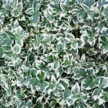 Euonymus fortunei ‘Emerald Gaiety - Kecskerágó 40/60