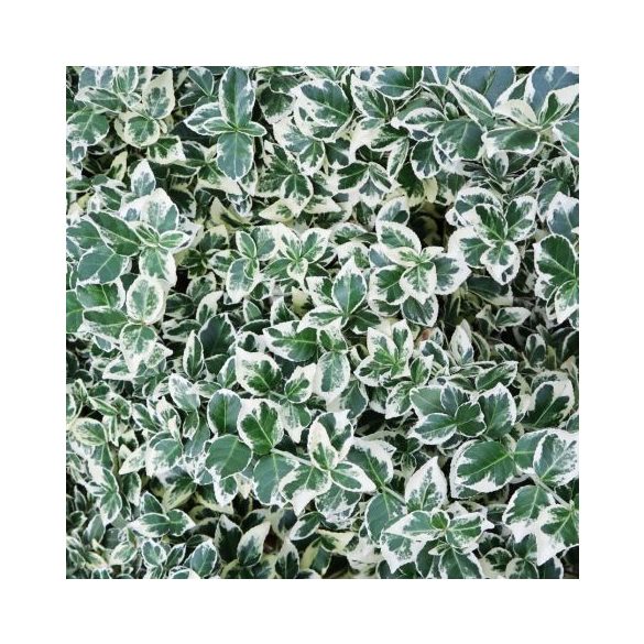 Euonymus fortunei ‘Emerald Gaiety - Kecskerágó 40/60