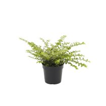   Lonicera nitida 'Golden Glow' – Talajtakaró lonc 20/40