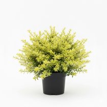   Lonicera nitida 'Golden Glow' – Talajtakaró lonc 2L