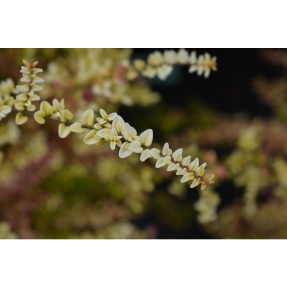 Lonicera nitida 'Golden Glow' – Talajtakaró lonc 2L