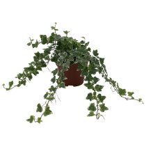   Hedera helix 'Woerner' – Közönséges borostyán 2L