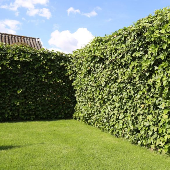 Hedera helix 'Woerner' – Közönséges borostyán 2L
