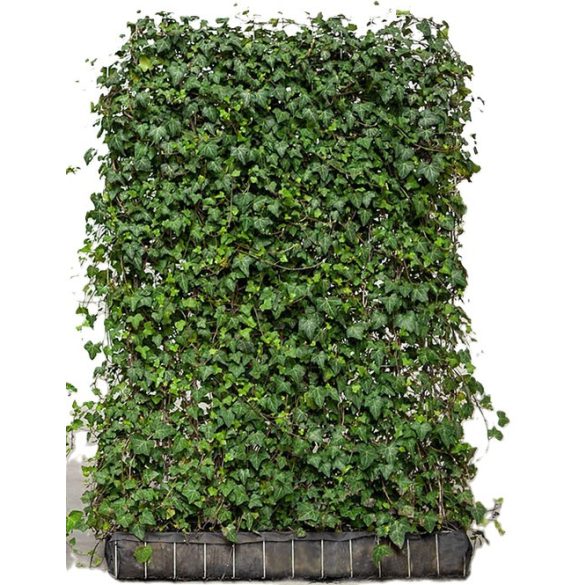 Hedera helix 'Woerner' – Közönséges borostyán panel 185/120/15