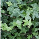 Hedera helix 'Woerner' – Közönséges borostyán panel 185/120/15