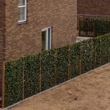 Hedera helix 'Woerner' – Közönséges borostyán panel 185/120/15