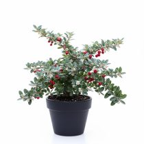   Cotoneaster hybrid 'Bella' - Piros bogyós madárbirs 2L