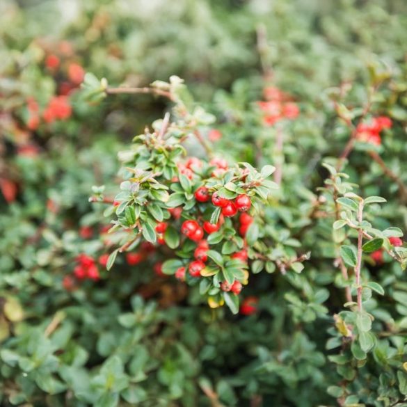 Cotoneaster hybrid 'Bella' - Piros bogyós madárbirs 30/40
