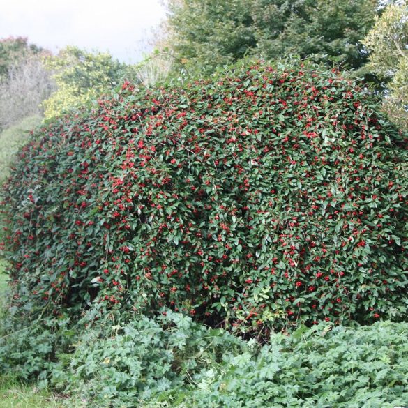 Cotoneaster hybrid 'Bella' - Piros bogyós madárbirs 30/40
