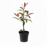 Photinia 'Robusta' – Korallberkenye 20/40