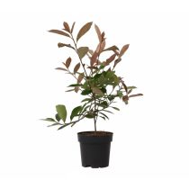   Photinia fraseri Red Select - Korallberkenye Red Select 20/40