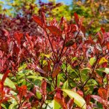 Photinia fraseri Red Select - Korallberkenye Red Select 20/40