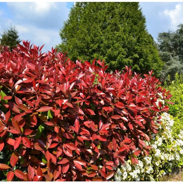Photinia fraseri Red Select - Korallberkenye Red Select 20/40