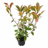 Photinia fraseri Red Select - Korallberkenye Red Select 40/60