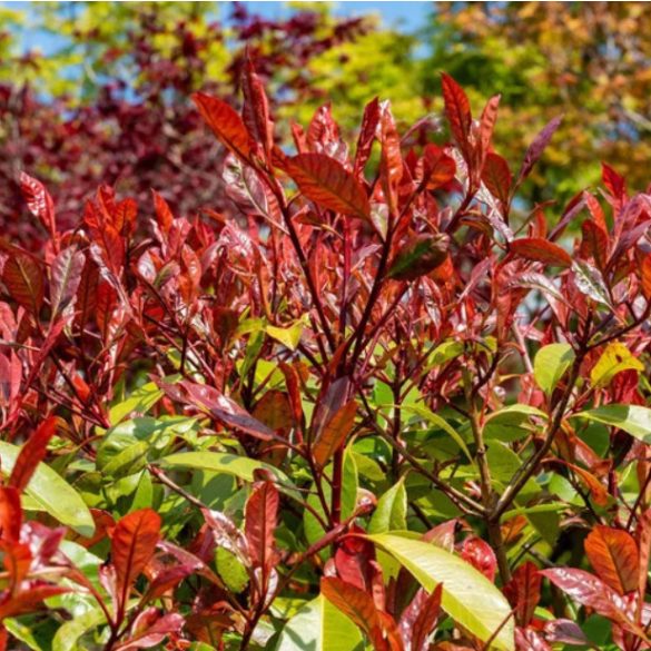 Photinia fraseri Red Select - Korallberkenye Red Select 40/60