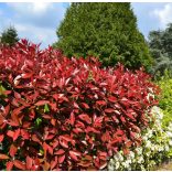 Photinia fraseri Red Select - Korallberkenye Red Select 40/60