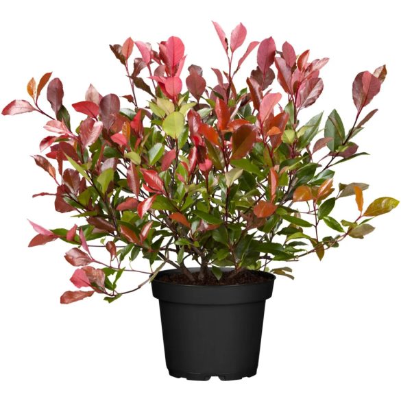 Photinia fraseri Red Select - Korallberkenye Red Select 60/80