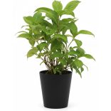 Hydrangea arborescens 'Annabelle' – Cserjés hortenzia 2L