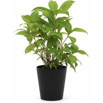   Hydrangea arborescens 'Annabelle' – Cserjés hortenzia 2L