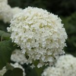 Hydrangea arborescens 'Annabelle' – Cserjés hortenzia 2L