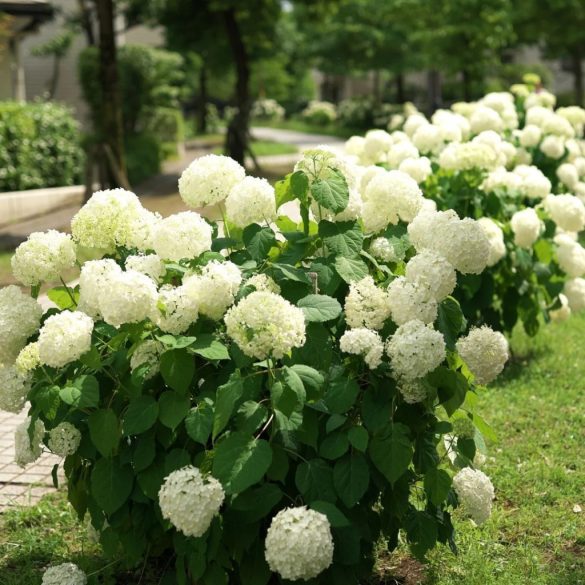 Hydrangea arborescens 'Annabelle' – Cserjés hortenzia 2L