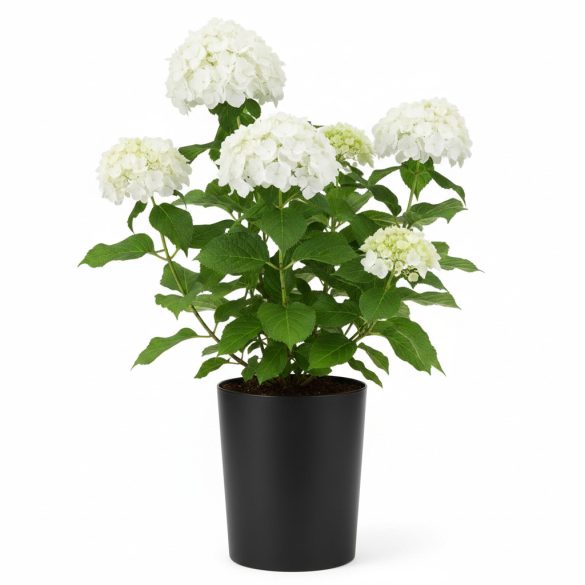 Hydrangea arborescens 'Annabelle' – Cserjés hortenzia 5L