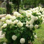 Hydrangea arborescens 'Annabelle' – Cserjés hortenzia 5L