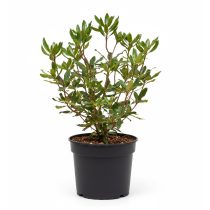 Rhododendron 'Inkarho' - Rododedron 40/60