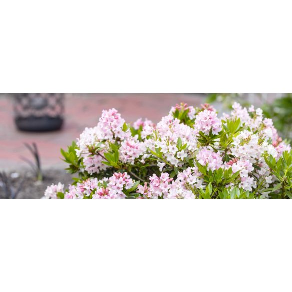 Rhododendron 'Inkarho' - Rododedron 40/60