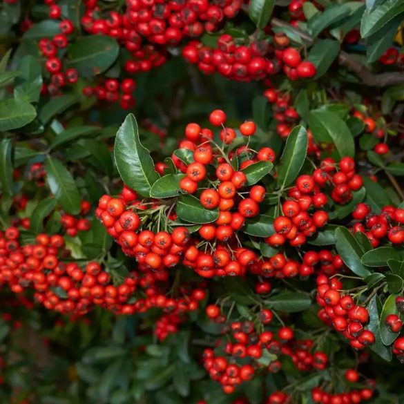 Pyracantha coccinea 'Red Column' - Pirosbogyójú tűztövis 1,5L