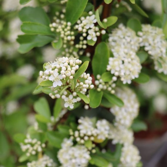Pyracantha coccinea 'Soleil d'Or' - Citromsárga bogyójú tűztövis 3L