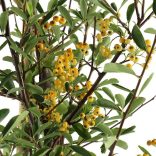 Pyracantha coccinea 'Soleil d'Or' - Citromsárga bogyójú tűztövis 3L