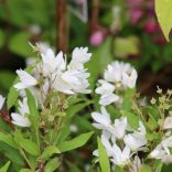 Deutzia gracilis 'Nikko'	- Törpe gyöngyvirág cserje 1,5L