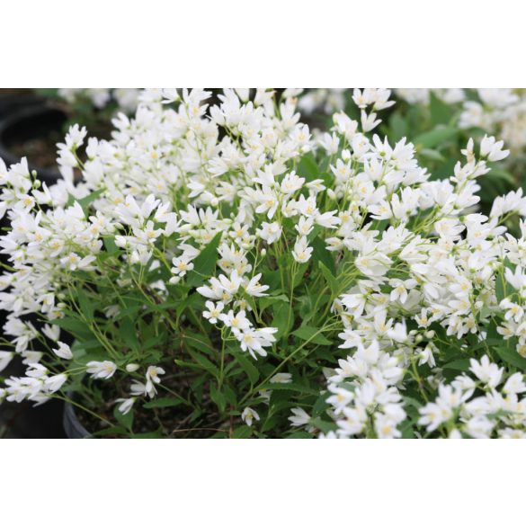 Deutzia gracilis 'Nikko'	- Törpe gyöngyvirág cserje 1,5L